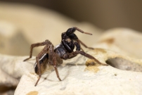 Un mle (Araneae - Lycosidae - Alopecosa cuneata)